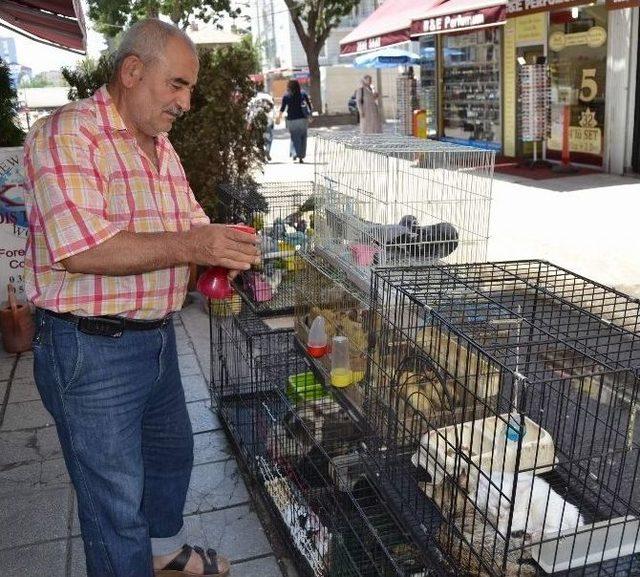 Evcil Hayvanları Serinleten Yöntem