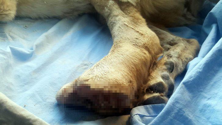 Tüfekle vurup, bacağını kestiler... G3