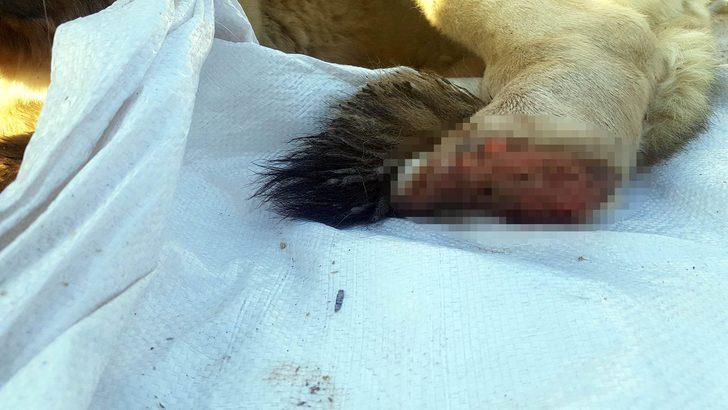 Tüfekle vurup, bacağını kestiler... G4