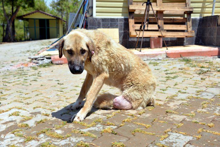 Tüfekle vurup, bacağını kestiler... G1