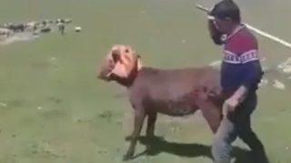 Kars'taki vahşetle ilgili flaş gelişme! Eşeğe işkence yapan çobana 1250 TL ceza