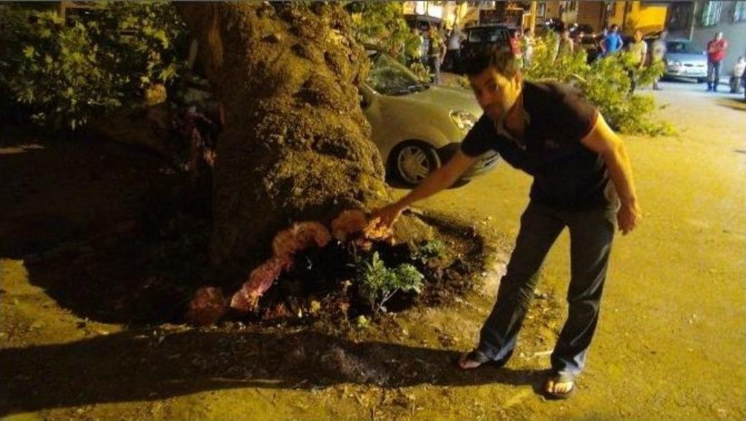 Manisa&rsquo;da Asırlık &Ccedil;ınar Ağacı Otomobilin &Uuml;st&uuml;ne Devrildi