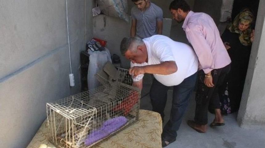 Tekir Sakat Haliyle Yavrularına Bakıyor