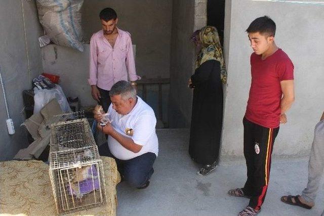 Tekir Sakat Haliyle Yavrularına Bakıyor