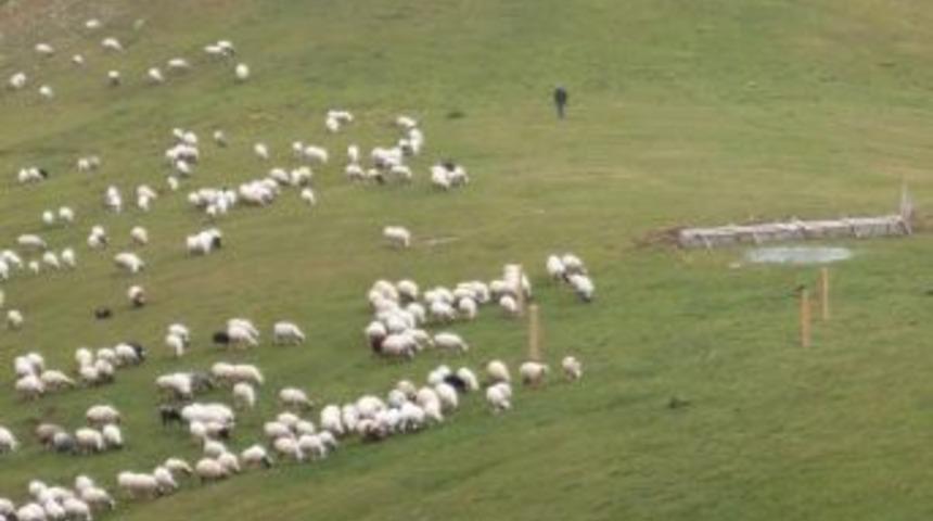 Mera Islahı Hayvancılığı Geliştirecek