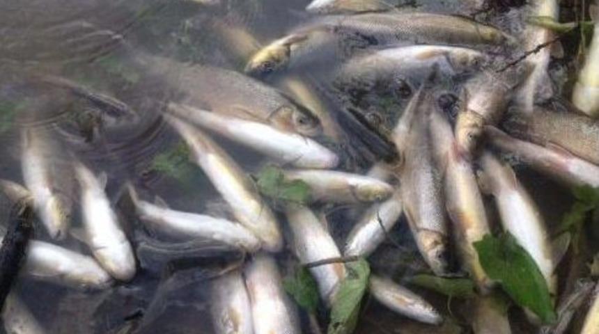 Taşk&ouml;pr&uuml;&rsquo;de Ki Toplu Balık &Ouml;l&uuml;mleri