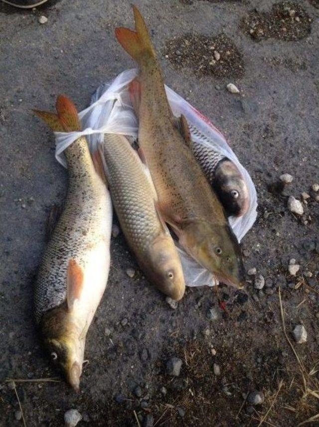 Taşköprü’de Ki Toplu Balık Ölümleri