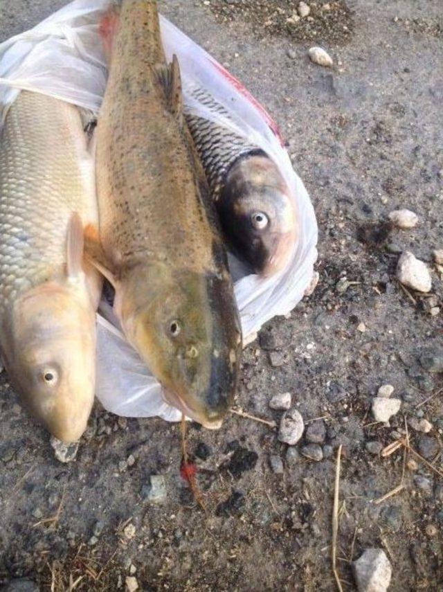 Taşköprü’de Ki Toplu Balık Ölümleri