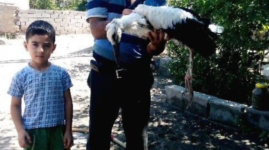 Yuvasından D&uuml;şen Yavru Leylek Korumaya Alındı