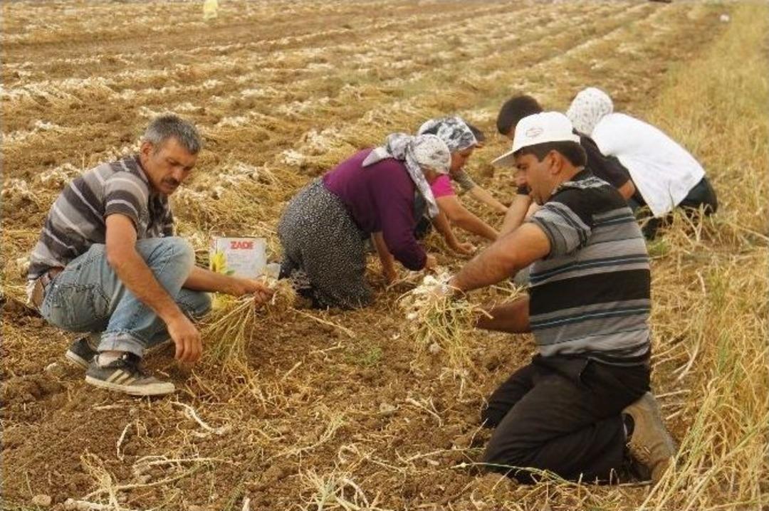 Taşk&ouml;pr&uuml; Sarımsağının Hasadı Başladı