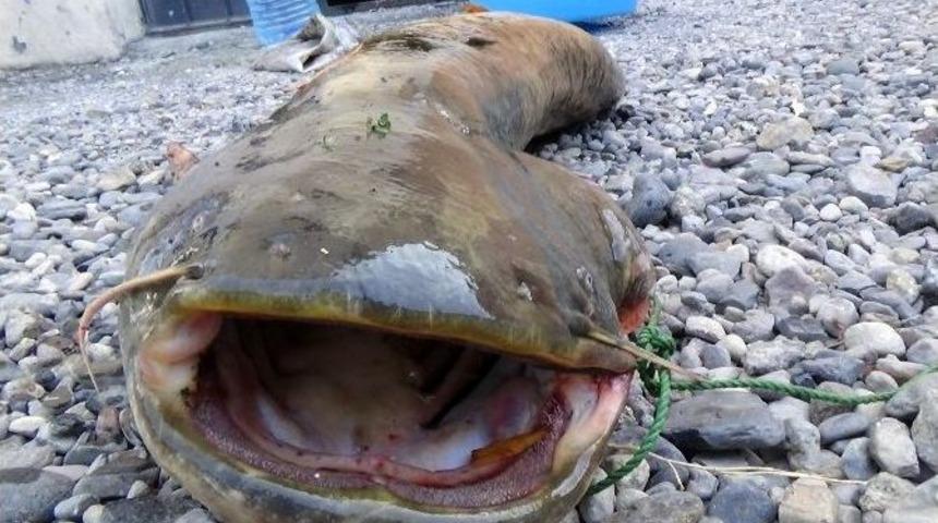 Kars&rsquo;ta 40 Kilogramlık Yayın Balığı Yakalandı