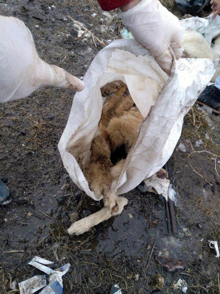 Bu barınak ölüm kampından farksız! G3