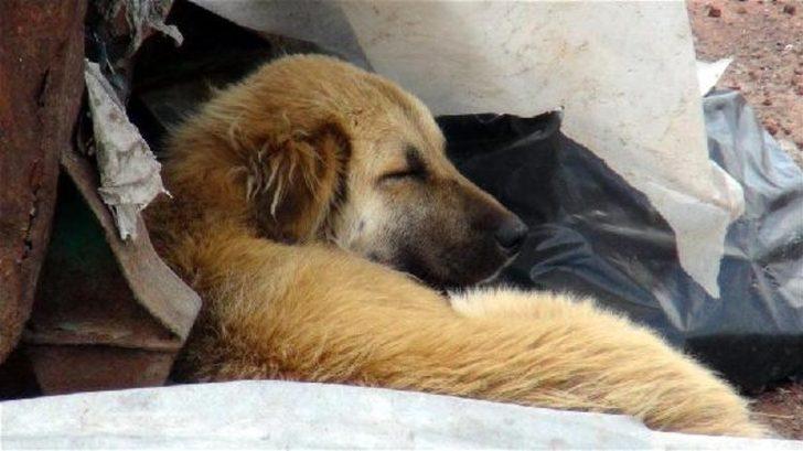 Bu barınak ölüm kampından farksız! G5