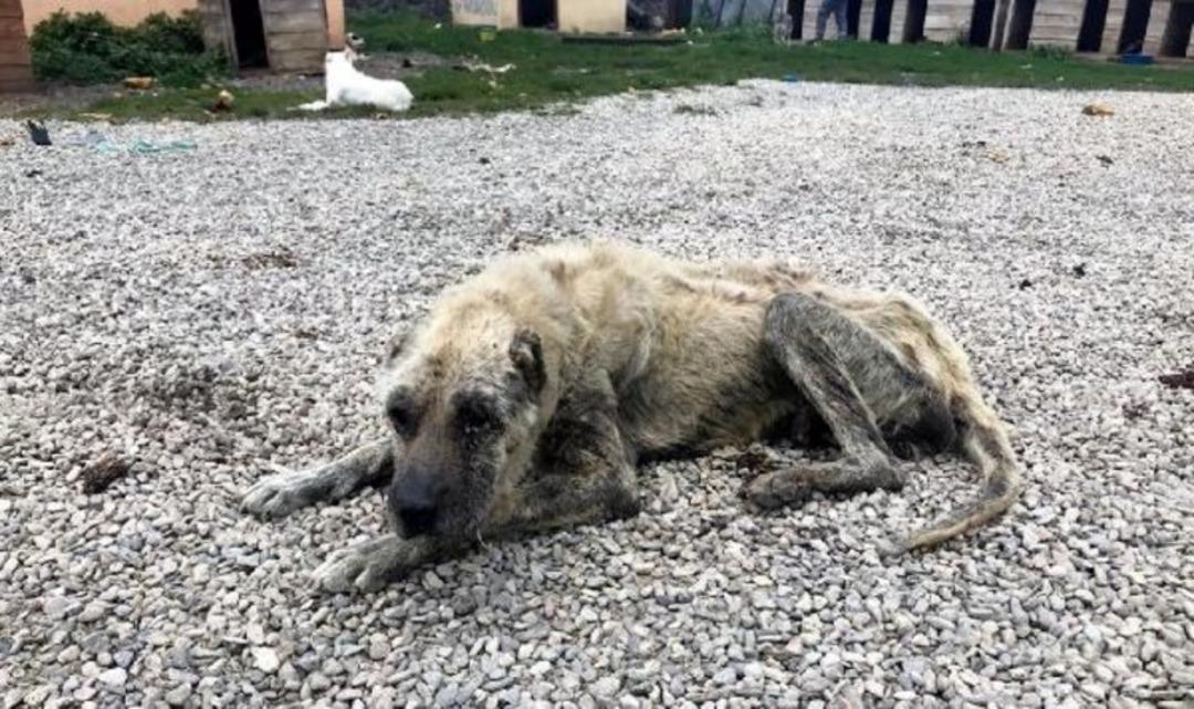 Bu barınak &ouml;l&uuml;m kampından farksız!