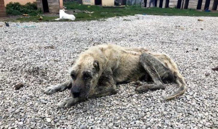 Bu barınak ölüm kampından farksız! G1