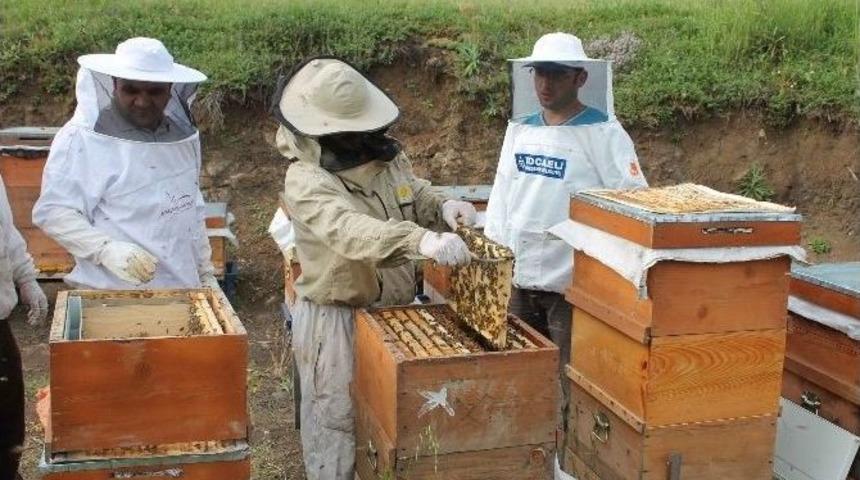 Yığılca Arıları Kocaeli&rsquo;de Bal Yapacak