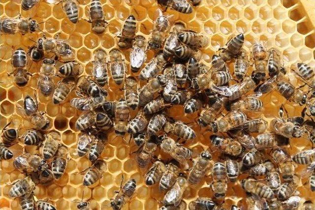 Yığılca Arıları Kocaeli’de Bal Yapacak 2
