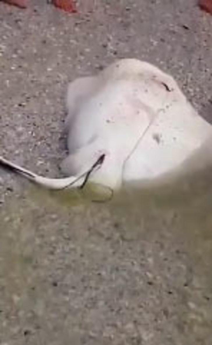 Nasıl doğum yapıyorlar?  G1