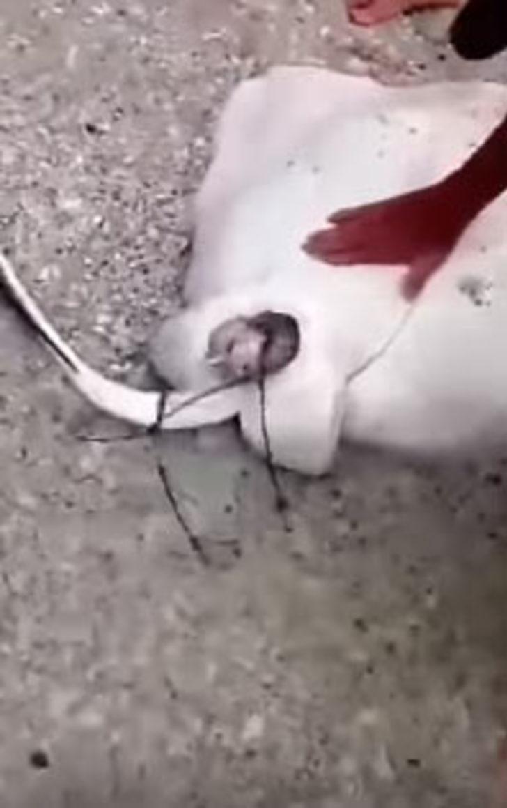 Nasıl doğum yapıyorlar?  G3