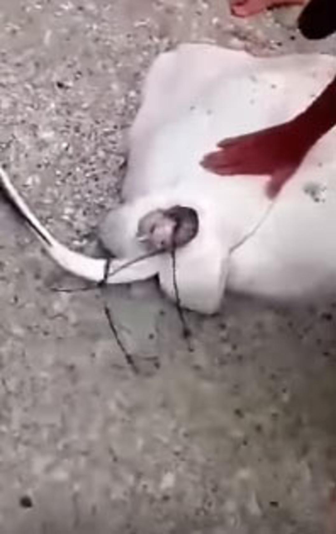 Doğum anı b&ouml;yle g&ouml;r&uuml;nt&uuml;lendi  