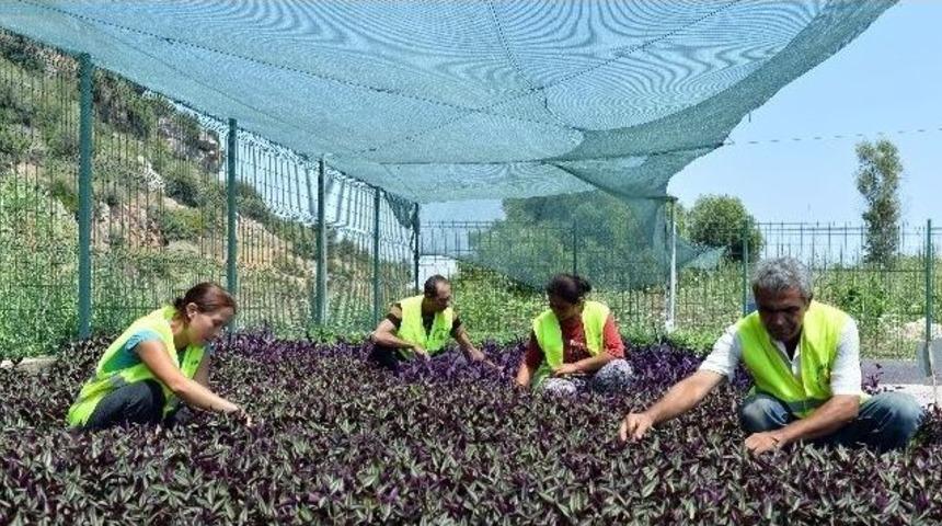 Yılda İki Milyon Adet Mevsimlik Bitki Yetiştirilecek