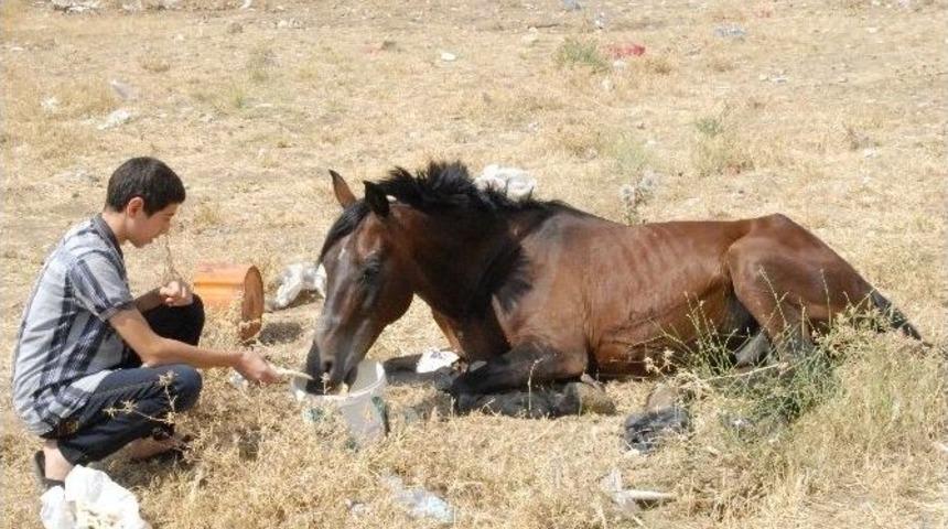 Vatandaşlar Yaralı At İ&ccedil;in Yardım Bekliyor