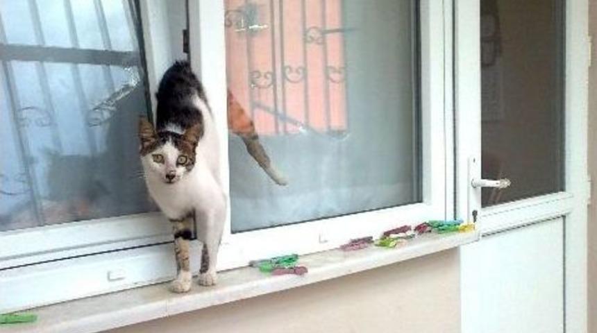Pencereye Sıkışan Kediyi İtfaiye Kurtardı