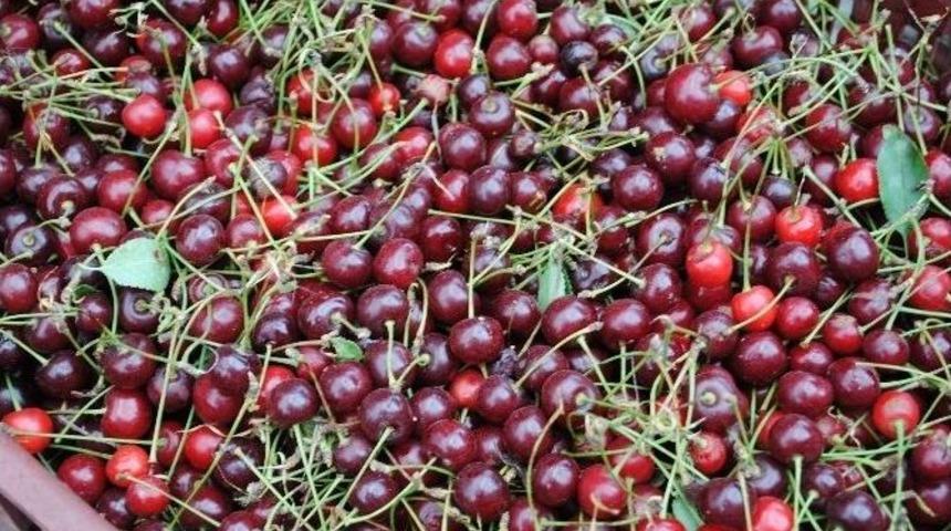 Afyonkarahisar&rsquo;da Vişne &Uuml;reticileri Boykot Kararı Aldı