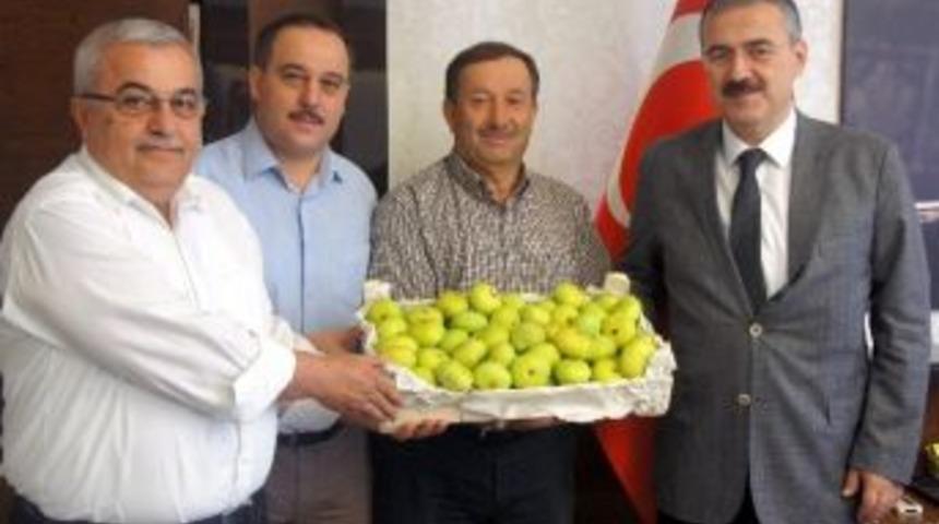 Sezonun İlk Taze İnciri Vali Ayyıldız'a