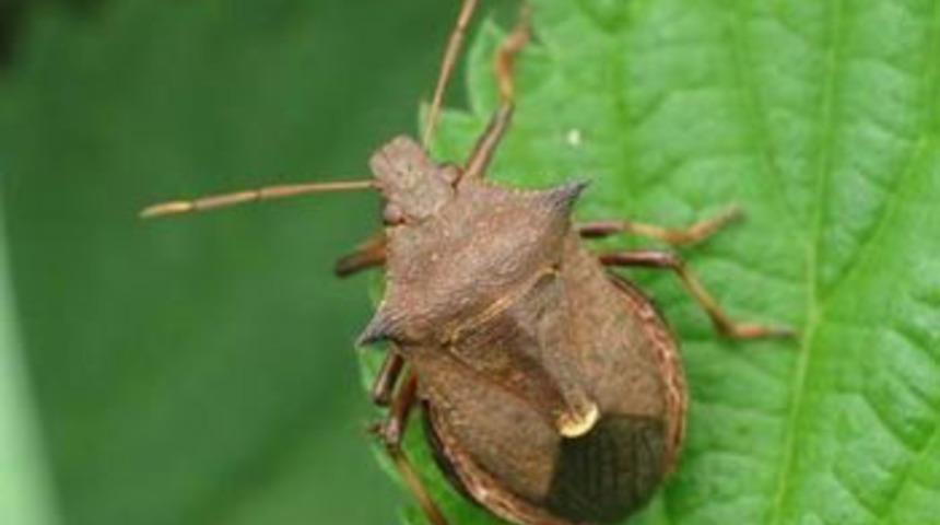 İnsan y&uuml;zl&uuml; hayvanlar