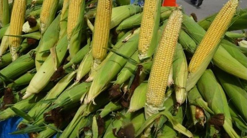 Taze S&uuml;t Mısırı B&uuml;y&uuml;k Rağbet G&ouml;r&uuml;yor