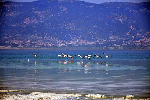 Burdur Gölü'nün son konukları flamingolar