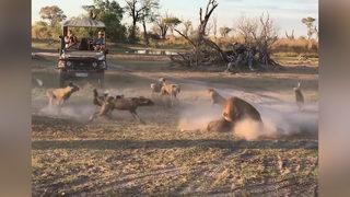 Yavrusu için sırtlanlarla böyle mücadele etti