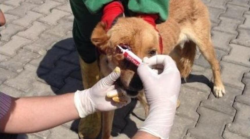 7 Ayda 113 K&ouml;pek Sahiplendirildi