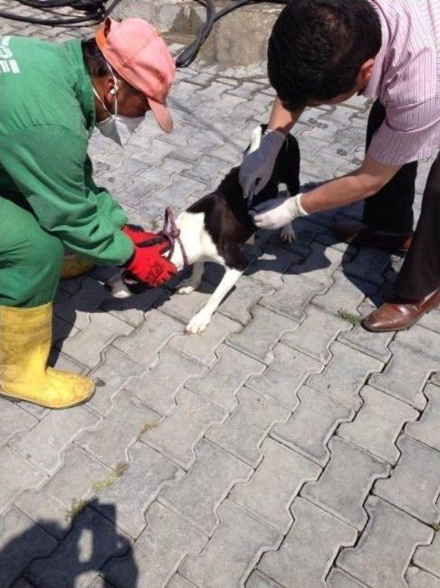 7 Ayda 113 K&ouml;pek Sahiplendirildi 1