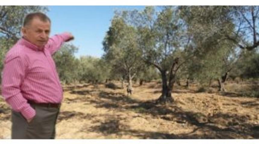 Aslan: "zeytinlikleri İmara A&ccedil;mak Cinayettir"