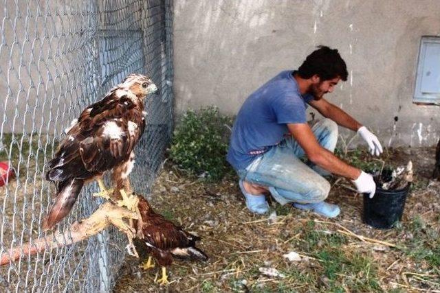 Yaban Hayvanları Emin Ellerde 1