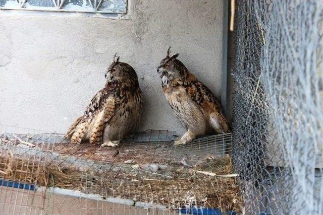 Yaban Hayvanları Emin Ellerde 2