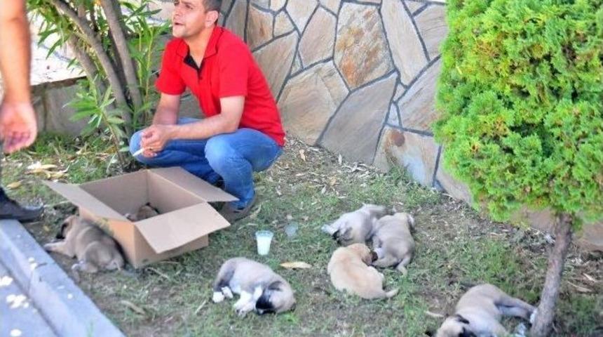 (&ouml;zel Haber) Kamyon Kasasına Doldurulan K&ouml;pekler &Ouml;ld&uuml;