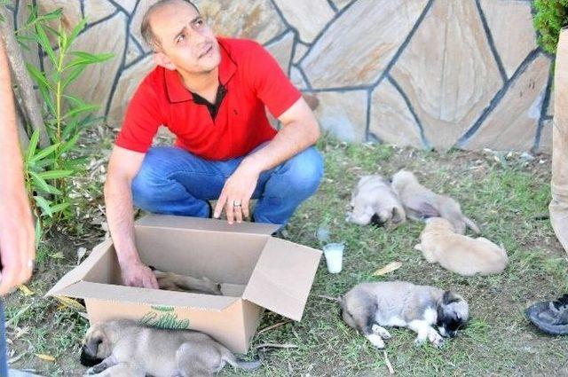 (özel Haber) Kamyon Kasasına Doldurulan Köpekler Öldü