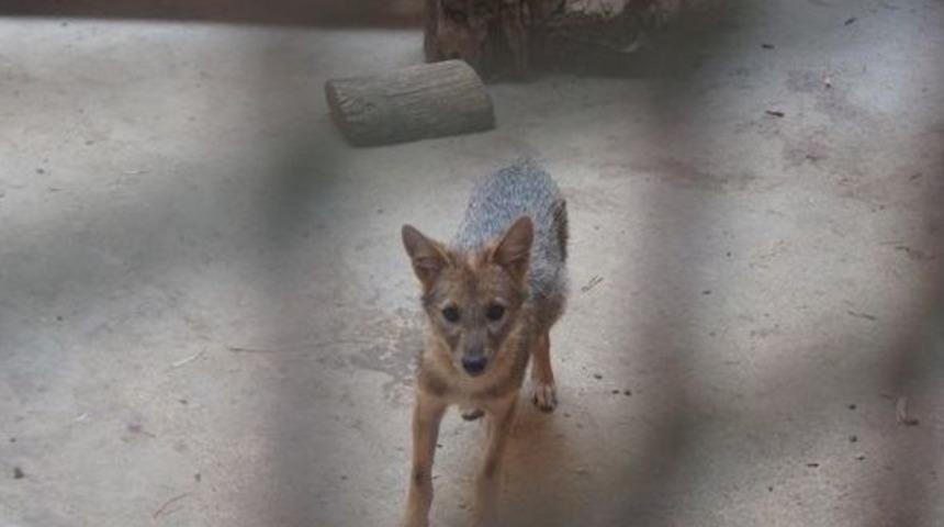 Altın &Ccedil;akallar D&ouml;rt Yavru D&uuml;nyaya Getirdi