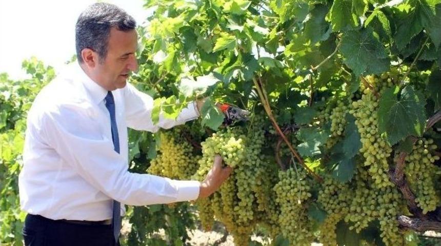 Denizli&rsquo;de &Uuml;z&uuml;m Hasadı Başladı