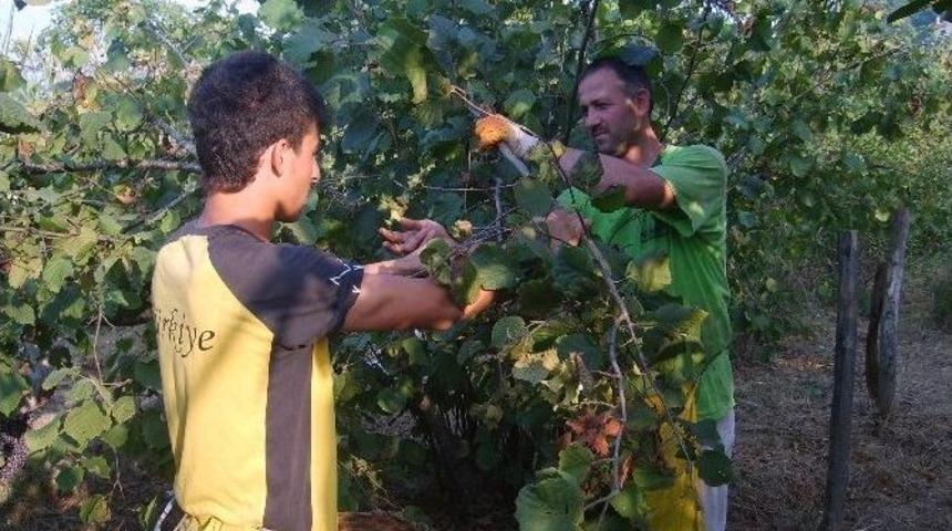 Giresun&rsquo;da Fındık Hasadı Başladı