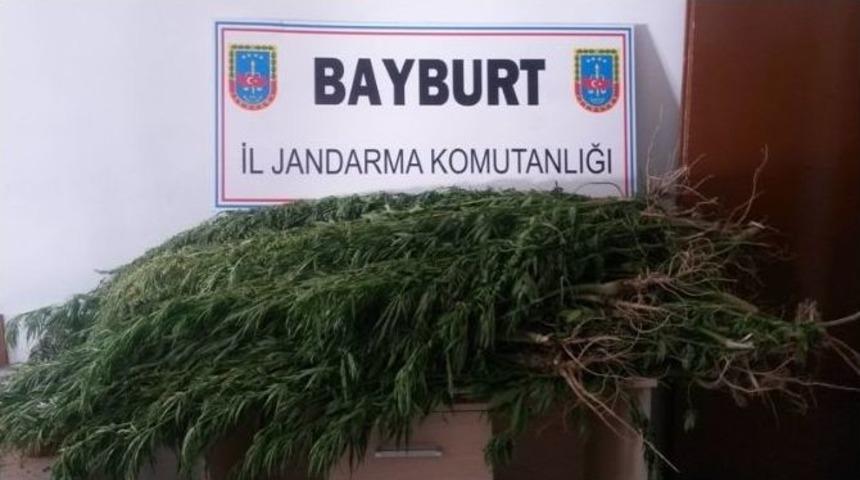 Jandarmadan Esrar Ve Hint Keneviri Operasyonu