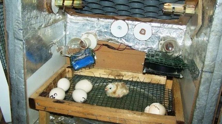 21 G&uuml;nde Civciv &Uuml;retiyor