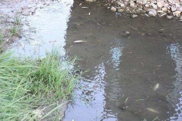 Kastamonu’da Toplu Balık Ölümleri Yaşanıyor