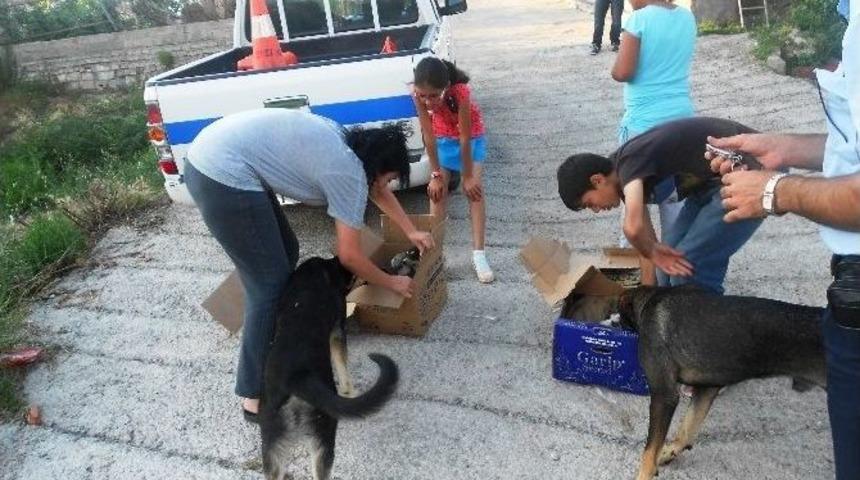Yavru K&ouml;pekler Zabıta Sayesinde Kurtuldu