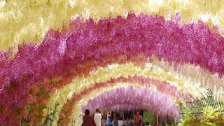 Ölmeden önce Wisteria Tunnel'ı görmelisiniz!