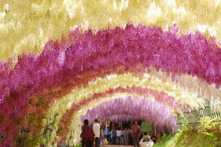 Ölmeden önce Wisteria Tunnel'ı görmelisiniz!