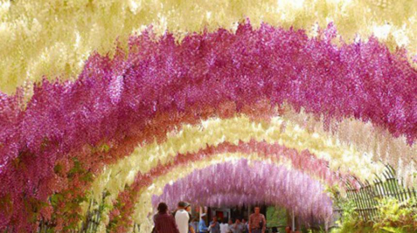 &Ouml;lmeden &ouml;nce Wisteria Tunnel'ı g&ouml;rmelisiniz!